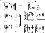 CD38 Antibody in Flow Cytometry (Flow)