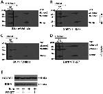 SDHA Antibody in Western Blot (WB)