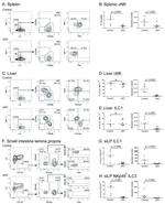 T-bet Antibody in Flow Cytometry (Flow)