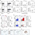 CD134 (OX40) Antibody in Flow Cytometry (Flow)