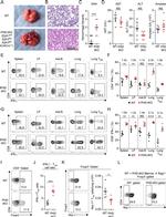 FOXP3 Antibody in Flow Cytometry (Flow)