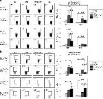 IL-2 Antibody in Flow Cytometry (Flow)