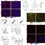 CD144 (VE-cadherin) Antibody in Immunocytochemistry (ICC/IF)