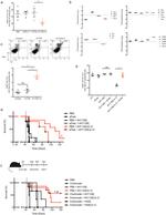 CD95 (APO-1/Fas) Antibody in Flow Cytometry (Flow)