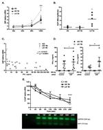 SAP (SLAM-Associated Protein) Antibody in Western Blot (WB)