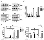 SAP (SLAM-Associated Protein) Antibody in Western Blot (WB)