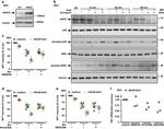 NFAT5 Antibody in Western Blot (WB)