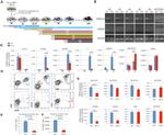 CD144 (VE-cadherin) Antibody in Flow Cytometry (Flow)