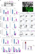 CD144 (VE-cadherin) Antibody in Flow Cytometry (Flow)