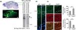 Synapsin 1 Antibody in Immunohistochemistry (IHC)