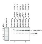 GFP Antibody in Western Blot (WB)