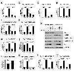 Influenza A M2 Antibody in Western Blot (WB)