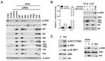 Influenza A M2 Antibody in Western Blot (WB)