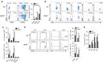 CD69 Antibody in Flow Cytometry (Flow)