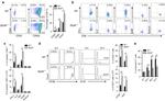 Perforin Antibody in Flow Cytometry (Flow)