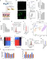 CD45R (B220) Antibody in Flow Cytometry (Flow)