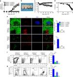 GL7 Antibody in Flow Cytometry (Flow)