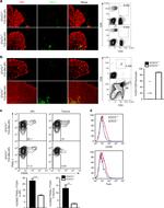 CD62L (L-Selectin) Antibody in Flow Cytometry (Flow)