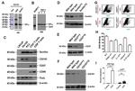 Sortilin Antibody