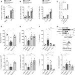 IL-13 Antibody in Flow Cytometry (Flow)