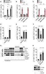 IL-13 Antibody in Flow Cytometry (Flow)