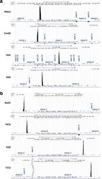 TCF12 Antibody in ChIP Assay (ChIP)