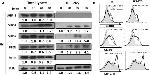 CD80 (B7-1) Antibody in Flow Cytometry (Flow)