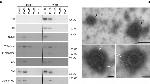 Influenza A PB2 Antibody in Western Blot (WB)