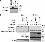 EphB2 Antibody in Western Blot (WB)