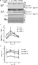 EphB2 Antibody