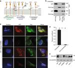 Amyloid Precursor Protein Antibody in Immunocytochemistry (ICC/IF)