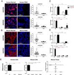 Adiponectin Receptor 1 Antibody in Immunocytochemistry, Immunohistochemistry (ICC/IF, IHC)