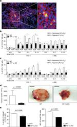 Granzyme B Antibody in Flow Cytometry (Flow)