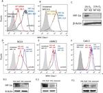 HLA-ABC Antibody in Flow Cytometry (Flow)