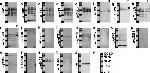 Phospho-Tau (Ser404) Antibody in Western Blot (WB)