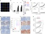 CD8a Antibody in Immunohistochemistry (IHC)