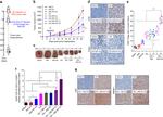 FOXP3 Antibody in Immunohistochemistry (IHC)