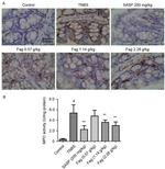 F4/80 Antibody in Immunohistochemistry (Paraffin) (IHC (P))