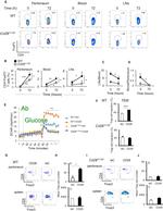 FOXP3 Antibody in Flow Cytometry (Flow)