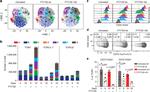 CD73 Antibody in Flow Cytometry (Flow)