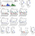 CD86 (B7-2) Antibody in Flow Cytometry (Flow)