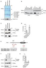 14-3-3 gamma Antibody in Western Blot (WB)