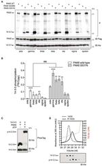 14-3-3 gamma Antibody in Western Blot (WB)