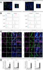 CD31 (PECAM-1) Antibody in Flow Cytometry (Flow)