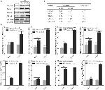 IkB beta Antibody in Western Blot (WB)