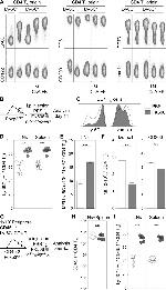 CD73 Antibody in Flow Cytometry (Flow)