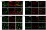 IL-17A Antibody in Immunohistochemistry (IHC)