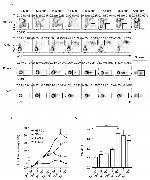 CD150 Antibody in Flow Cytometry (Flow)