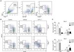 F4/80 Antibody in Flow Cytometry (Flow)