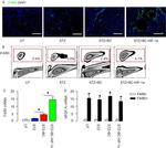 F4/80 Antibody in Immunohistochemistry (IHC)